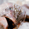 Bild eines toten Fisches (Filmstill aus der Doku 