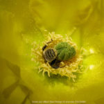 Biene mit Blüte