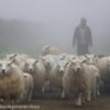 Mann mit Schafherde im Nebel