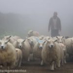 Mann mit Schafherde im Nebel