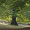 Baum und Reh im Wald
