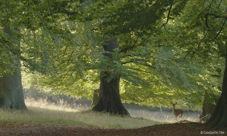 Baum und Reh im Wald