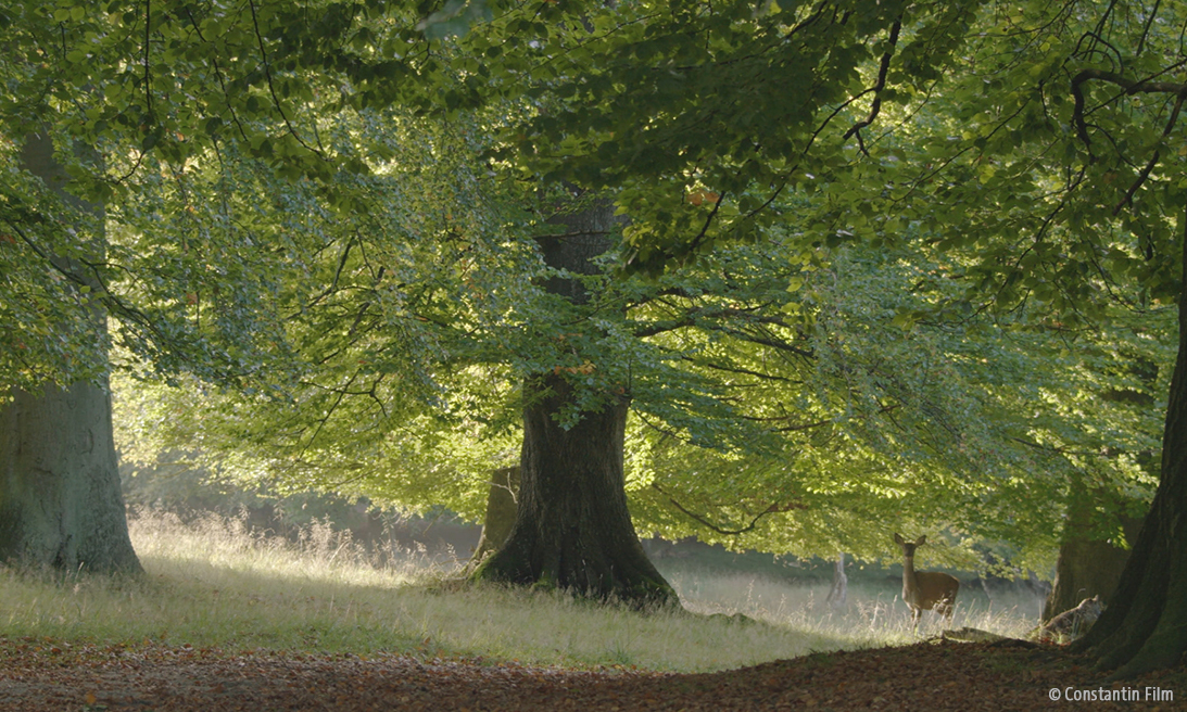 Baum und Reh im Wald