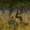 Mehrere Rehe auf einer Wiese