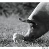 Schwein und Ferkel