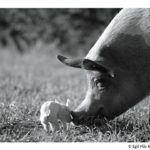 Schwein und Ferkel