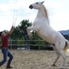 Mann mit weißem Pferd auf Hinterfüßen