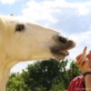 Bild von Mann mit weißem Pferd