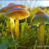 Bild mit Pilzen in einer Wiese