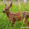 Bild mit Rehkitz im Gras