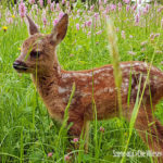 Bild mit Rehkitz im Gras