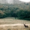 Die Natur kehrt zurück: Bild eines Rehes in einem Wald