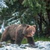 Die Rückkehr der Bären: Bild eines Bären in einem verschneiten Wald