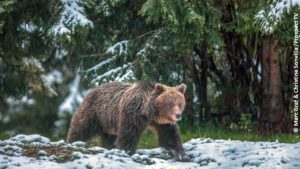 Filmstill aus "Die Rückkehr der Bären": Bild eines Bären in einem verschneiten Wald