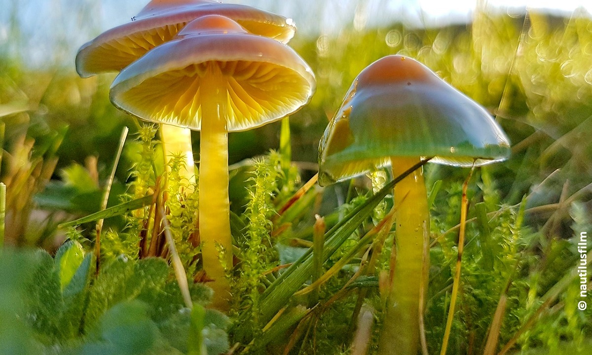 Filmstill aus "Die Wiese": Bild von Pilzen auf einer Wiese (© nautilusfilm)