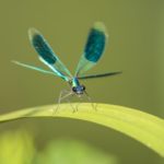 Eine Libelle auf einem Blatt. Filmstill aus