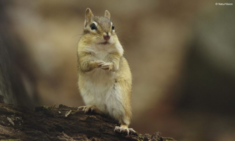 Ein Eichhörnchen auf einem Baum. Filmstill aus "Die verrückte Welt der Hörnchen" © NaturVision