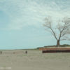 Ein Baum wird versetzt in Berlinale Doku: 