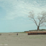 Ein Baum wird versetzt in Berlinale Doku:
