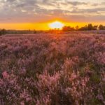 Lüneburger Heide. Filmstill aus