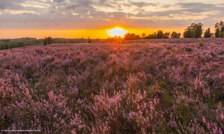 Lüneburger Heide. Filmstill aus "Heimat Natur" © nautilusfilm / polyband Medien GmbH