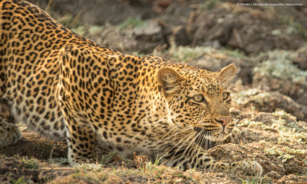 Olimba Königin der Leoparden bei der NaturVision 2021