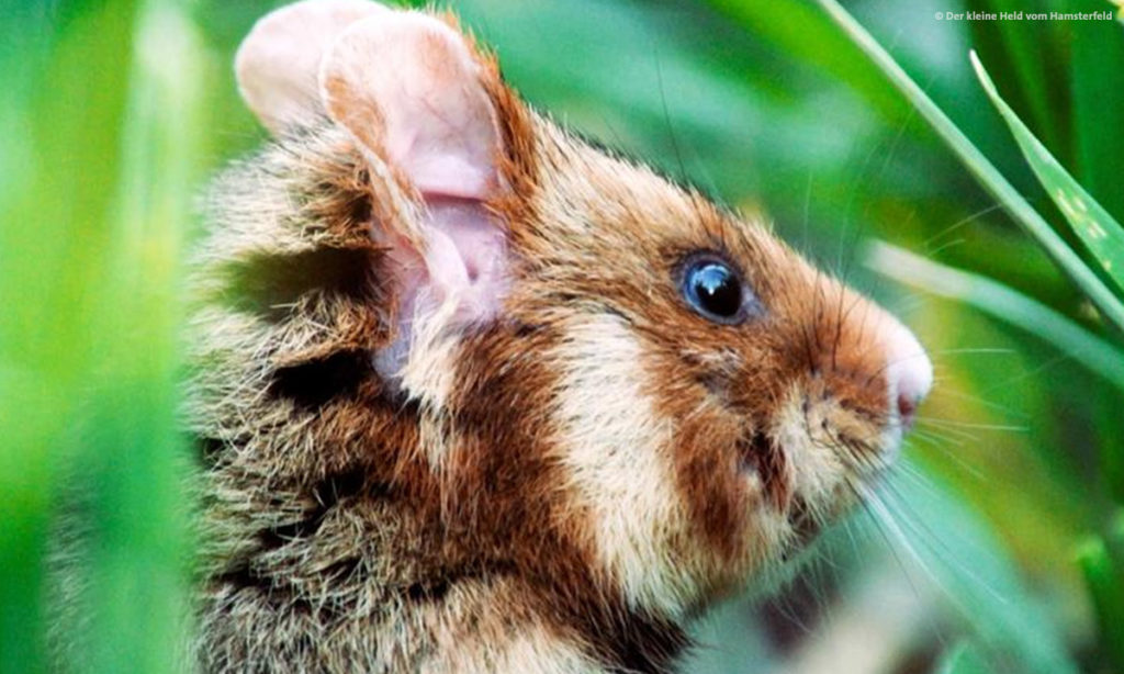 Doku Der Kleine Held vom Hamsterfeld