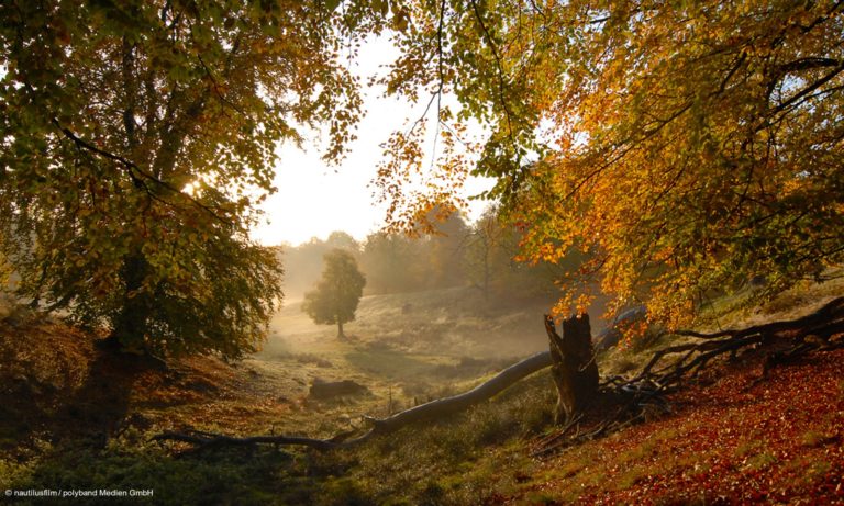 Urwüchsiger Wald. Filmstill aus "Heimat Natur" © nautilusfilm / polyband Medien GmbH