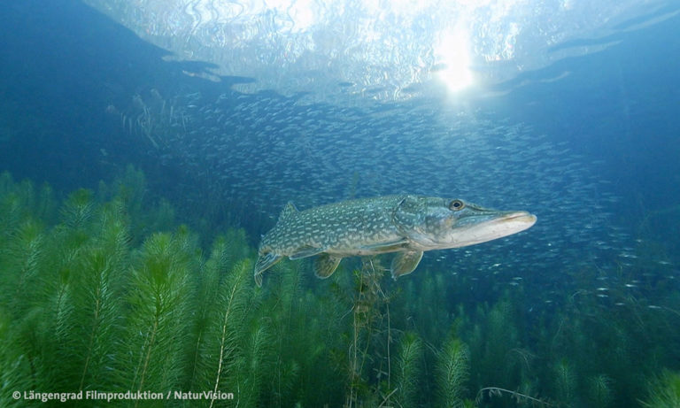 Filmstill aus "Der unsichtbare Fluss" © Längengrad Filmproduktion / NaturVision