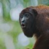 Kommunikation der Tiere ZDF