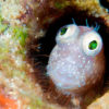 Dokumentarfilm Wonders of The Sea Fisch in Fiji