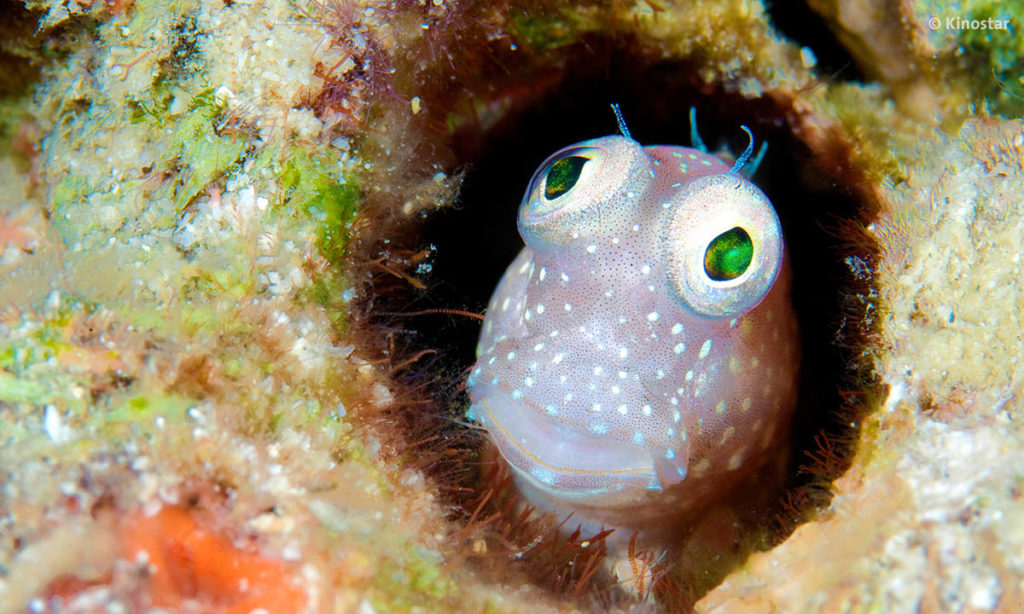 Dokumentarfilm Wonders of The Sea Fisch in Fiji