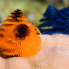 Doku Wonders of The Sea Fische in Fiji