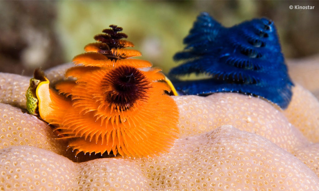 Doku Wonders of The Sea Fische in Fiji