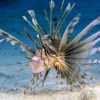 Dokumentarfilm Wonders of The Sea Red Lion Fish in Bahamas