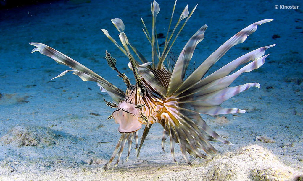 Dokumentarfilm Wonders of The Sea Red Lion Fish in Bahamas