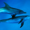 Wonders of The Sea Dokumentarfilm im Bild Delfine