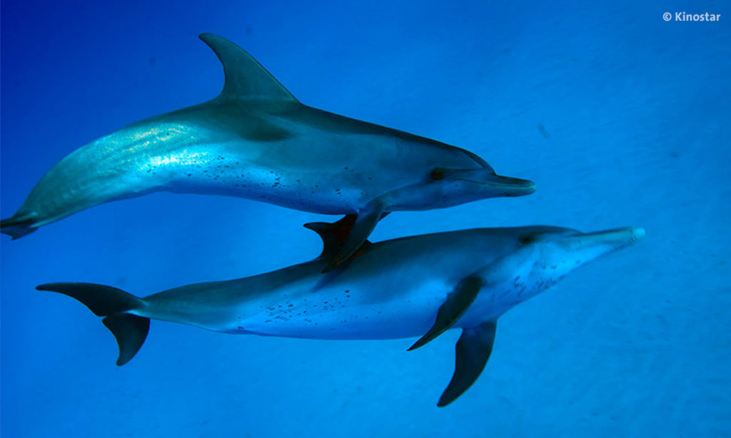 Wonders of The Sea Dokumentarfilm im Bild Delfine