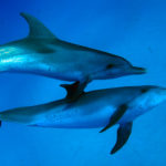 Wonders of The Sea Dokumentarfilm im Bild Delfine