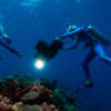 Kino Dokumentarfilm Wonders Of The Sea