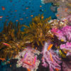 Doku Wonders of The Sea Korallenriff