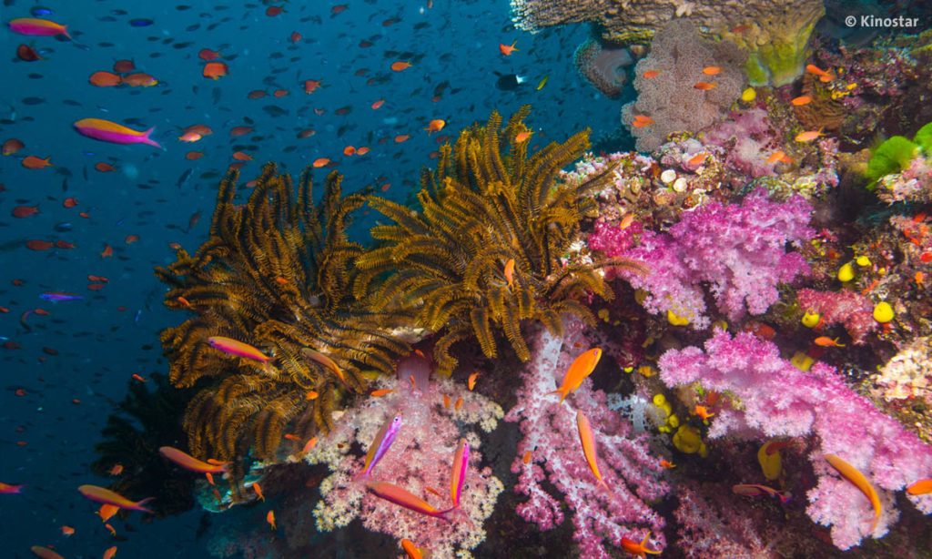 Doku Wonders of The Sea Korallenriff