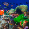 Kino-Premiere Wonders of The Sea Filmkritik Haus des Dokumentarfilms
