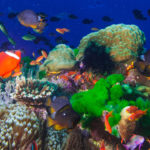 Kino-Premiere Wonders of The Sea Filmkritik Haus des Dokumentarfilms