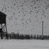 Filmstill fliegende Vögel in W-Was von der Lüge bleibt