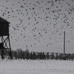 Filmstill fliegende Vögel in W-Was von der Lüge bleibt