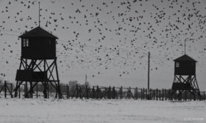 Filmstill fliegende Vögel in W-Was von der Lüge bleibt