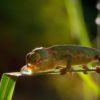 NaturVision Frosch