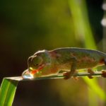 NaturVision Frosch