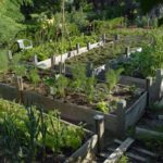 NaturVision Naturwunder Gemüsegarten